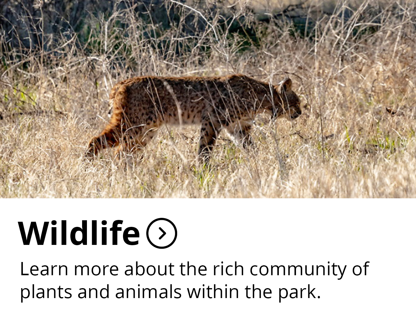 Wildlife Button